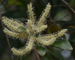 Grevillea baileyana