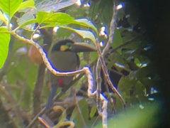 Selenidera spectabilis