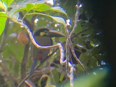 Selenidera spectabilis