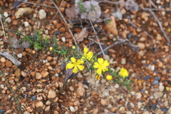 Hibbertia diamesogenos