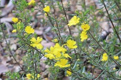 Hibbertia diamesogenos