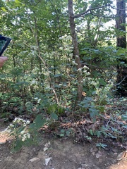 Ageratina altissima altissima