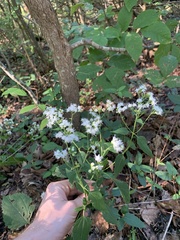 Ageratina altissima altissima