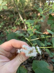 Ageratina altissima altissima