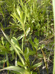 Sericocarpus rigidus