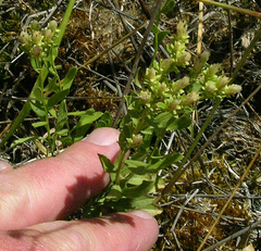 Sericocarpus rigidus