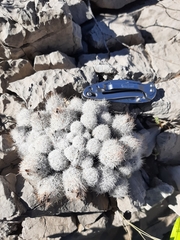 Escobaria sneedii sneedii