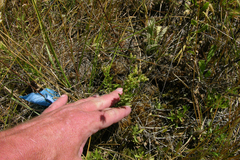 Sericocarpus rigidus