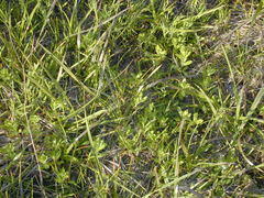 Sericocarpus rigidus