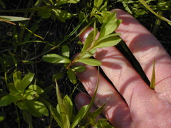 Sericocarpus rigidus