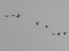 Dendrocygna autumnalis