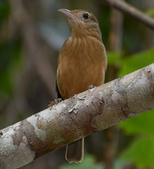 Colluricincla rufogaster rufogaster