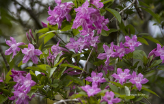 Tanaecium dichotomum