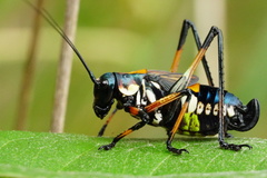Scaphura elegans