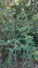 Allowissadula lozanoi