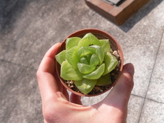 Haworthia cymbiformis