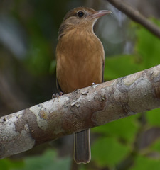 Colluricincla rufogaster rufogaster