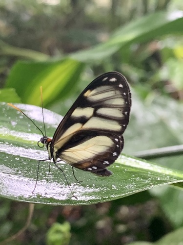 Ithomia iphianassa