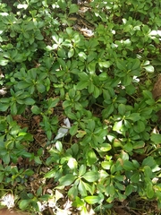 Pachysandra terminalis