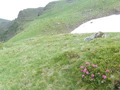 Rhododendron kotschyi