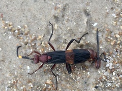 Compsocryptus melanostigma