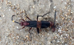 Compsocryptus melanostigma