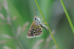 Piruna aea