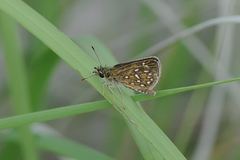 Piruna aea