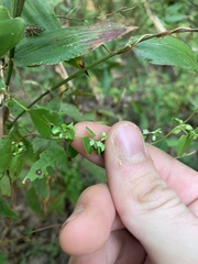 Fallopia cristata