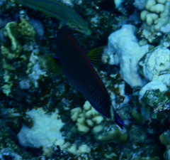 Pseudodax moluccanus