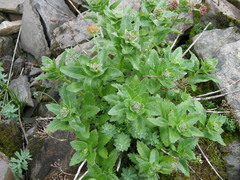 Hylotelephium telephium fabaria