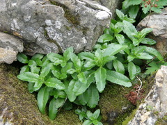 Hylotelephium telephium fabaria
