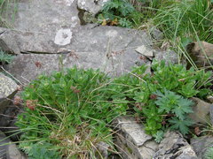 Hylotelephium telephium fabaria