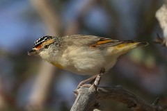 Pardalotus rubricatus