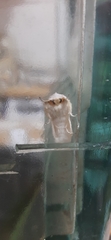 Naroma varipes