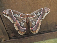 Rothschildia cinctus