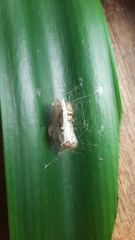 Naroma varipes
