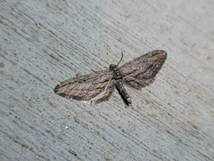 Eupithecia acutipennis