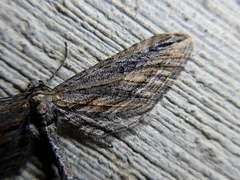 Eupithecia acutipennis