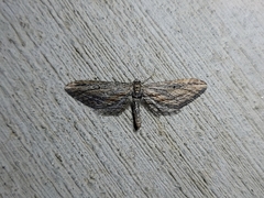 Eupithecia acutipennis