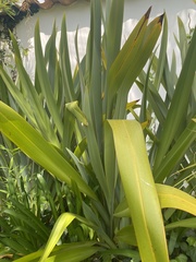 Trimezia coerulea
