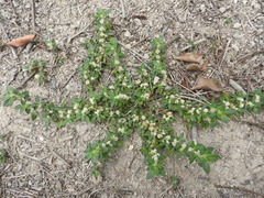 Alternanthera paronychioides