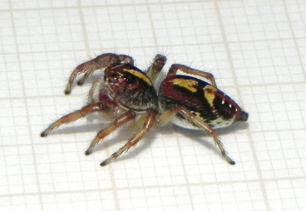 Frigga quintensis