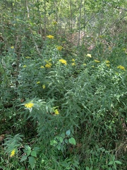 Solidago canadensis canadensis