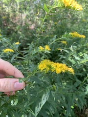 Solidago canadensis canadensis