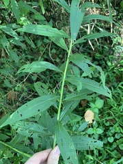 Solidago canadensis canadensis