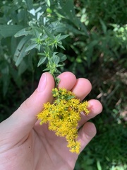 Solidago canadensis canadensis