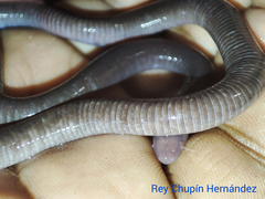 Dermophis oaxacae