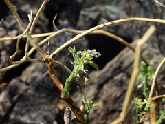 Manihot anisophylla