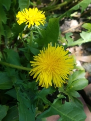 Taraxacum officinale
